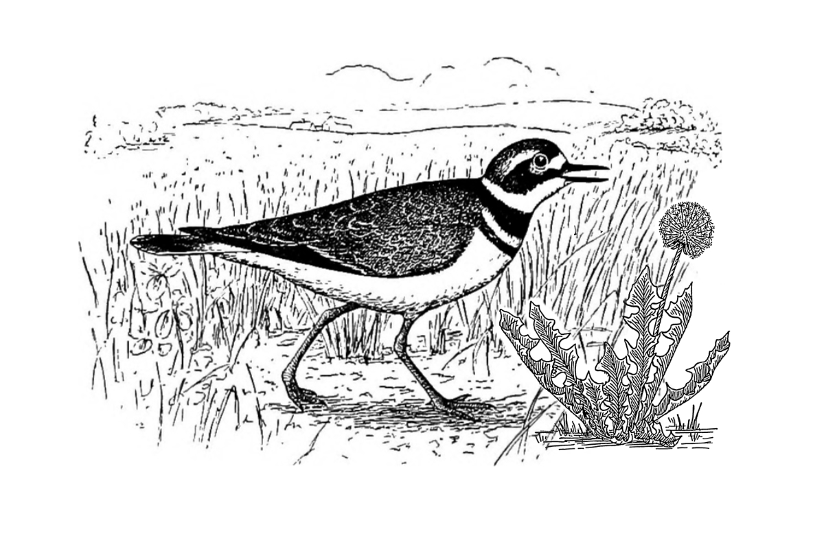 Sometimes A Great Notion logo - line art of a killdeer and a dandelion clock